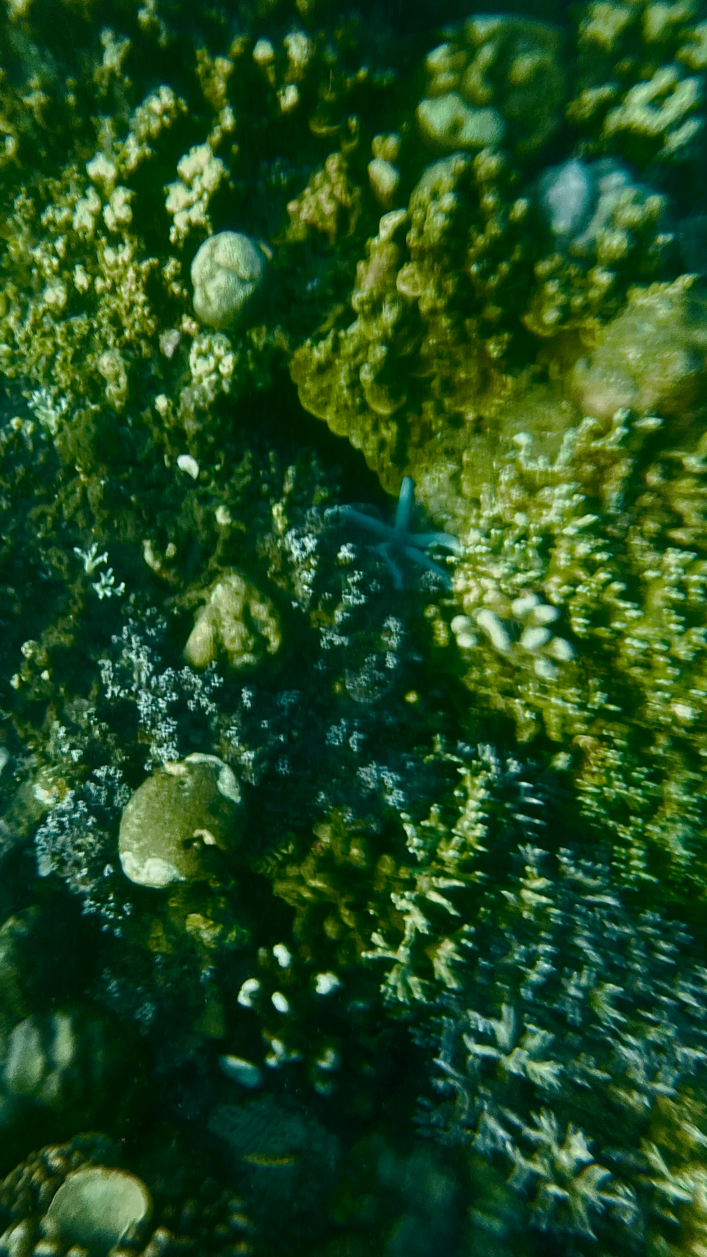 A Blue Sea Star