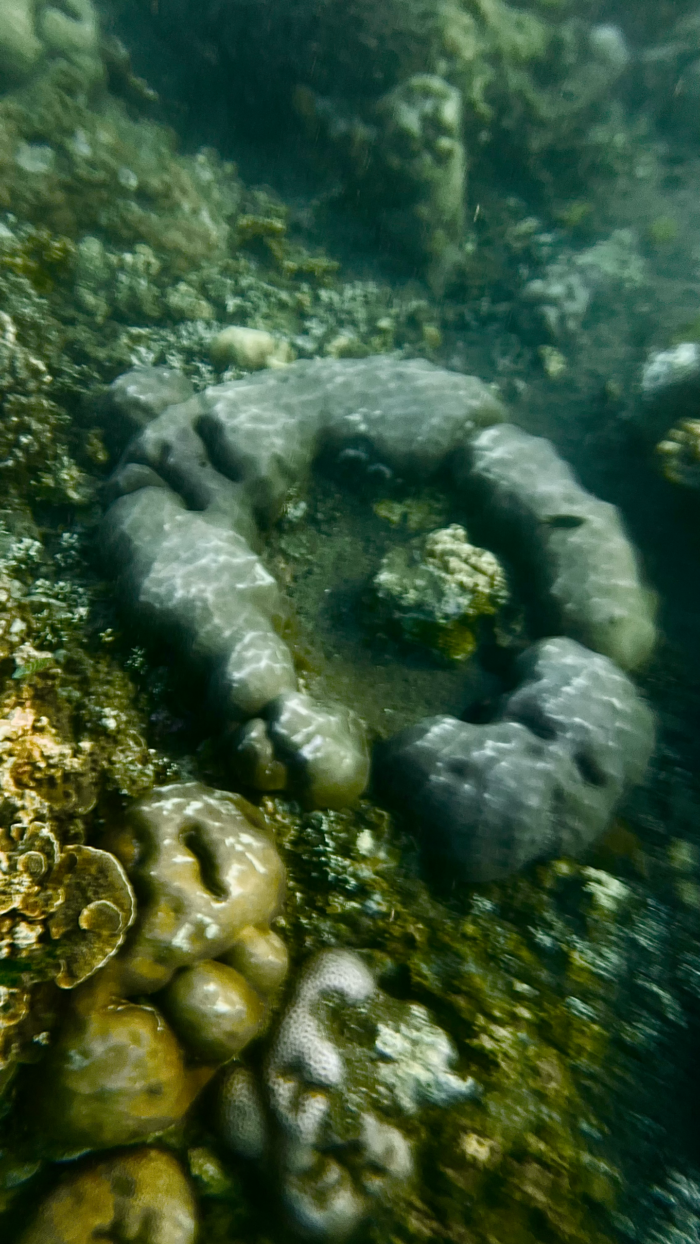 A Coral Microatoll