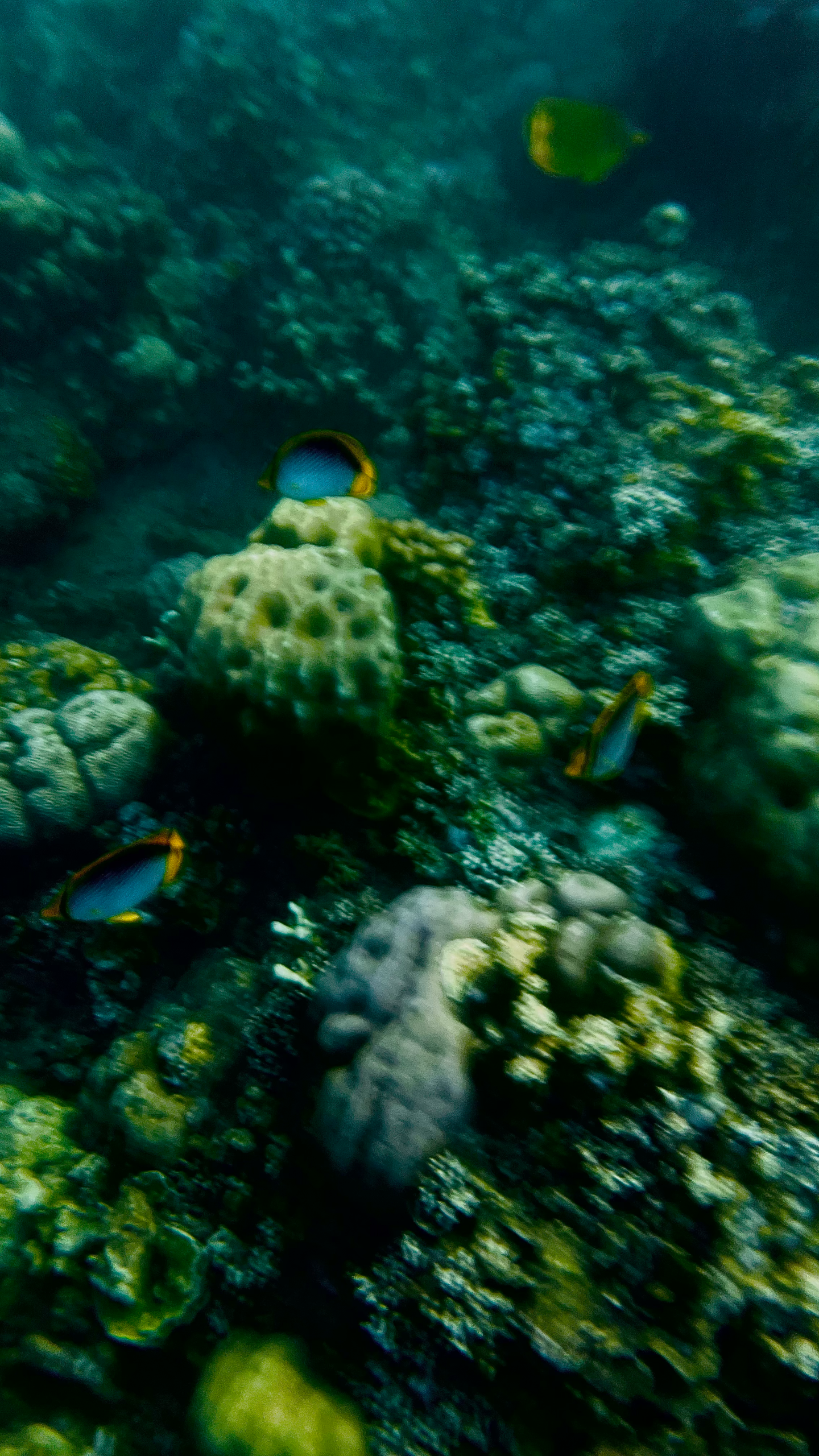 Reef Fish