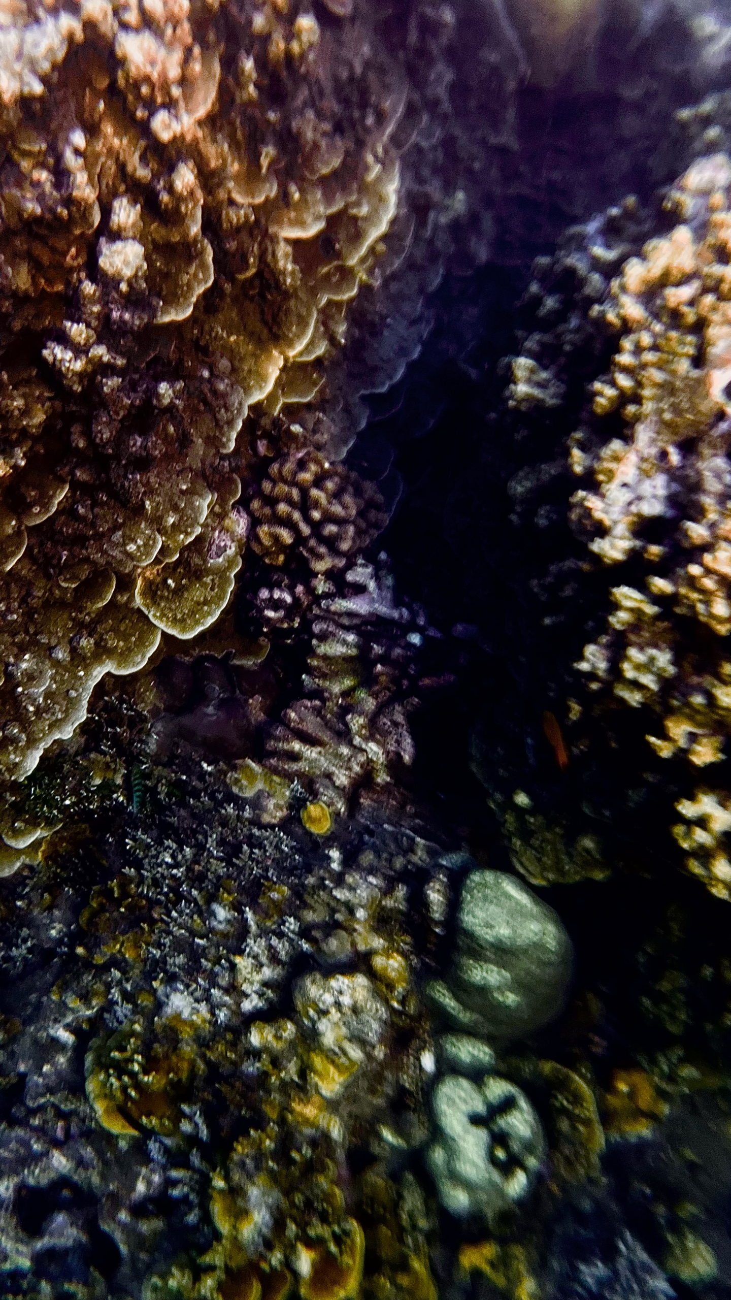 Reef Crevice & Foliose Corals